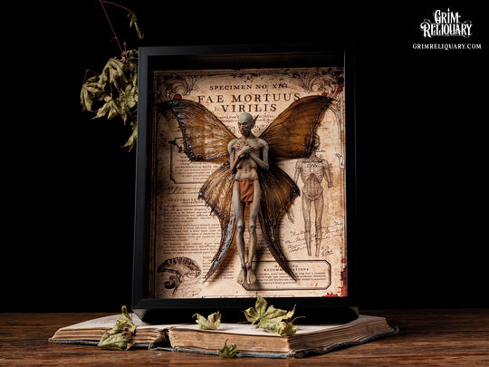 Male Dead Fairy Framed Display