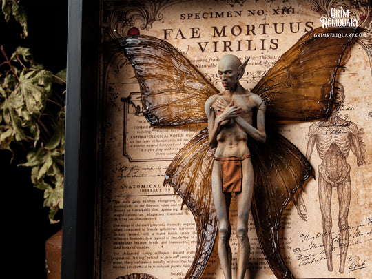 Male Dead Fairy Framed Display