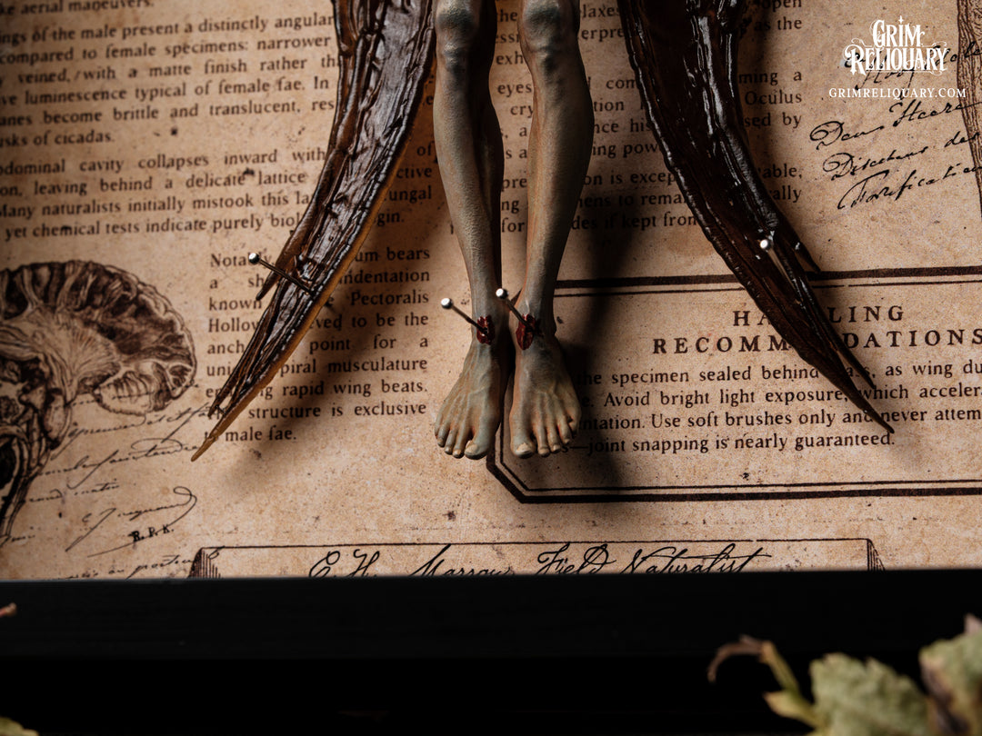 Male Dead Fairy Framed Display