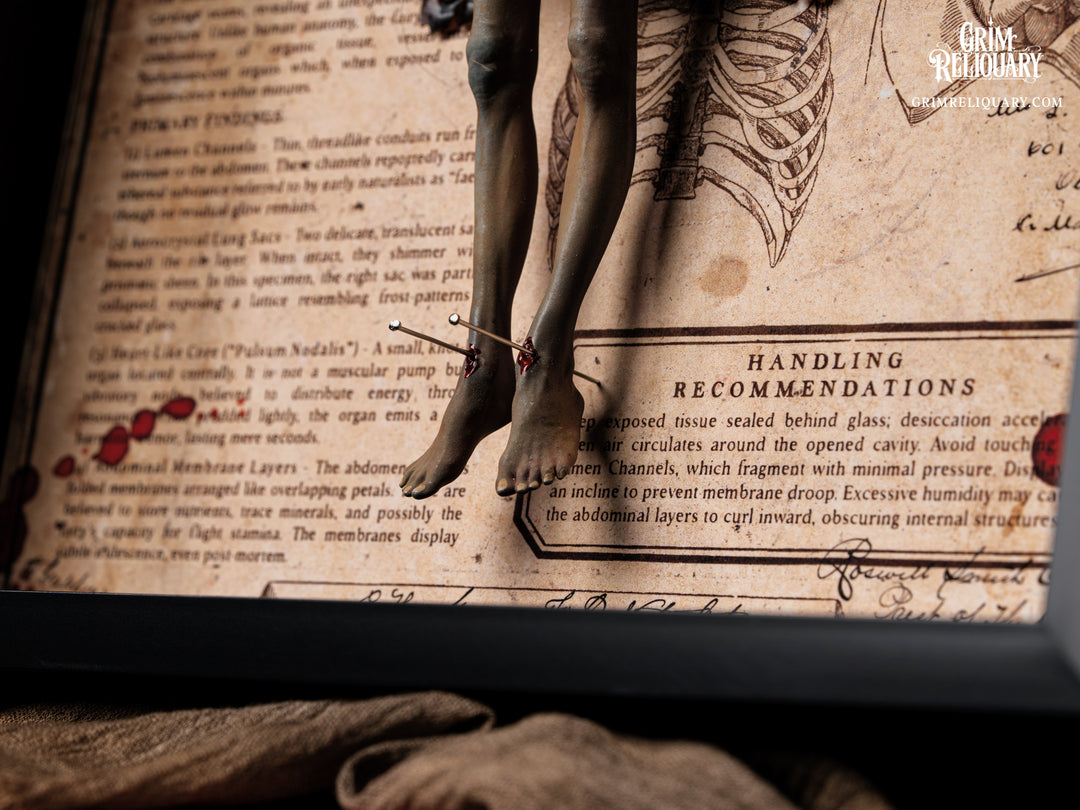 Autopsied Dead Fairy Framed Display