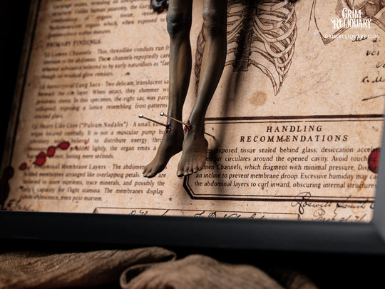 Autopsied Dead Fairy Framed Display