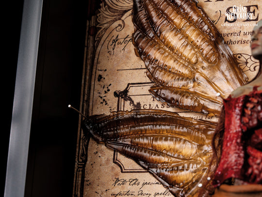 Autopsied Dead Fairy Framed Display