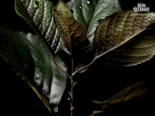 Mandrake Figure